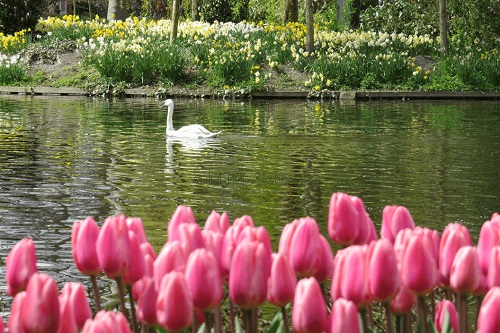 keukenhof