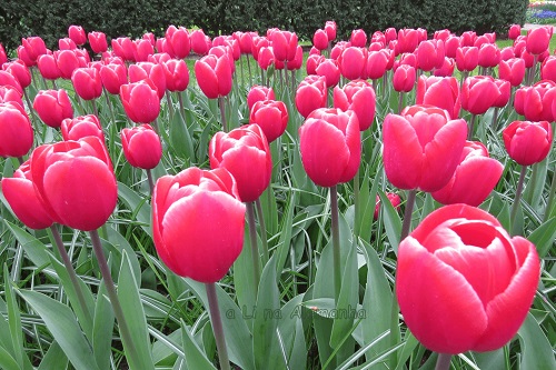 keukenhof