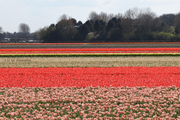 keukenhof