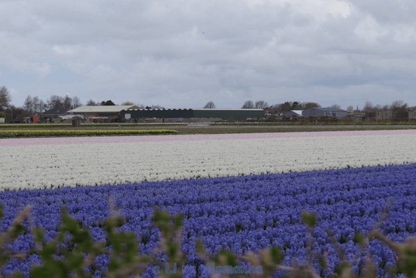 keukenhof