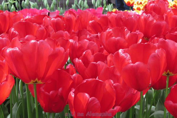 keukenhof