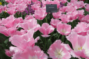 keukenhof