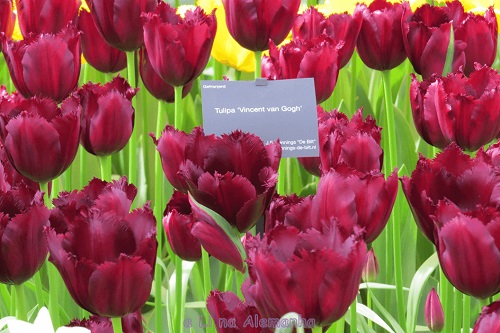 keukenhof