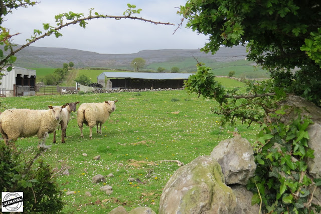 Campos da Irlanda Top 10 Destinos