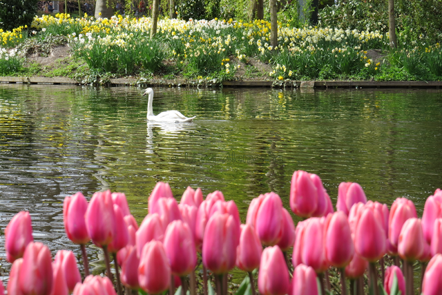 Keukenhof Top 10 Destinos