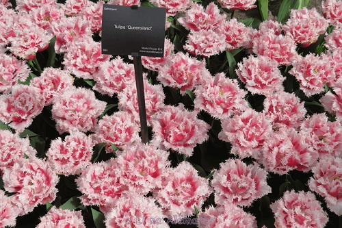 keukenhof