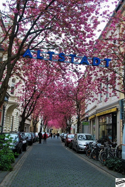 Kirschblüten - Flor de Cerejeira