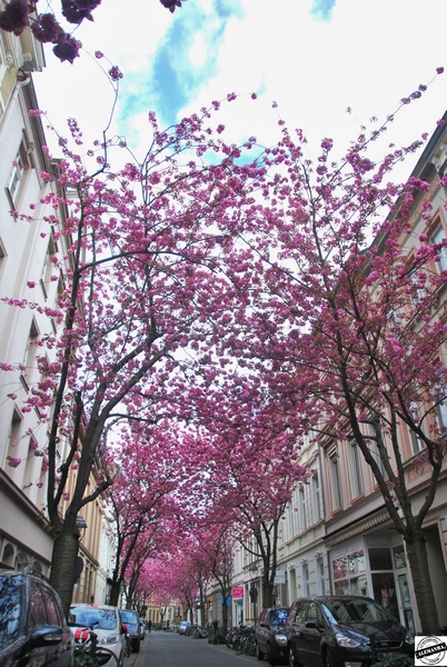 Kirschblüten - Flor de Cerejeira