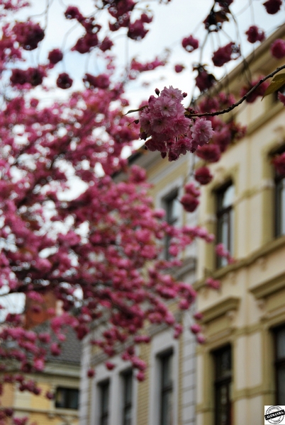 flores de cerejeira em Bonn