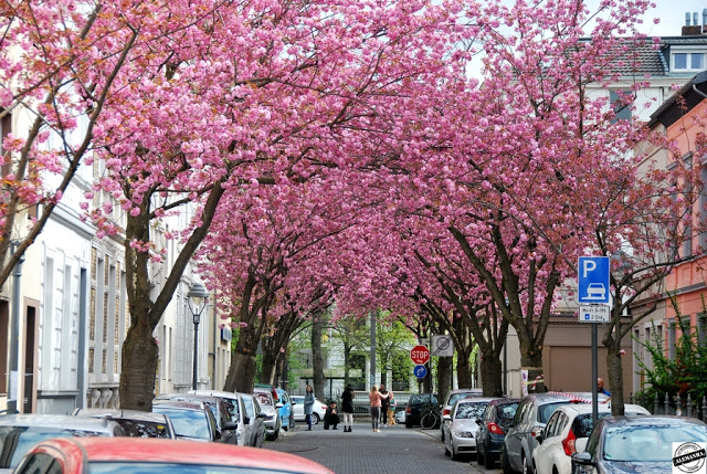 Kirschblüten - Flor de Cerejeira
