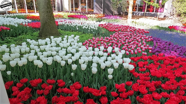 Keukenhof