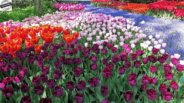 Keukenhof