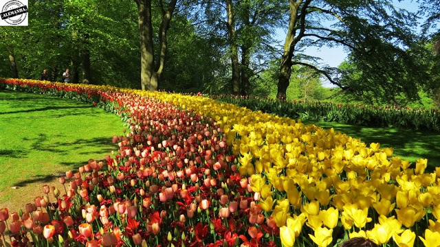 Keukenhof