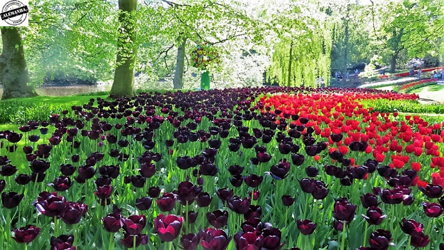 Keukenhof