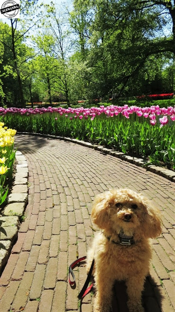 Keukenhof