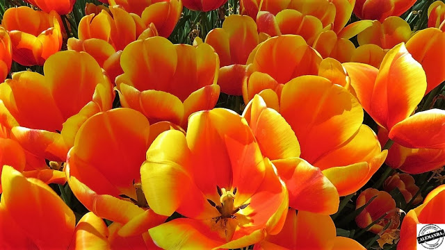 Keukenhof