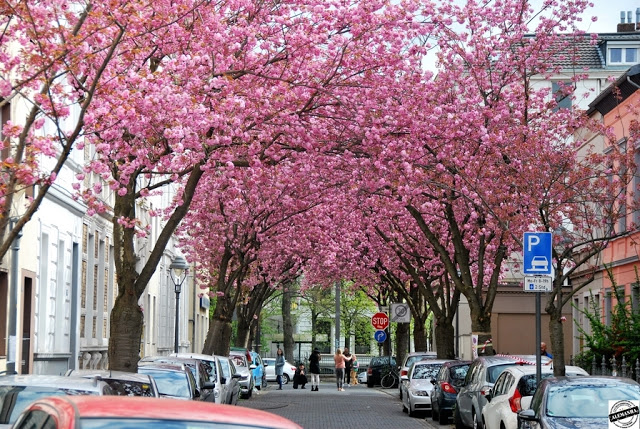 5 passeios bate-volta saindo de Colônia