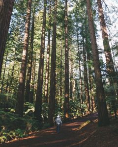Gandalf na Nova Zelândia