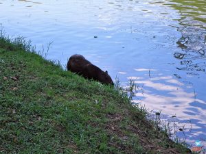 O que fazer em Guararema