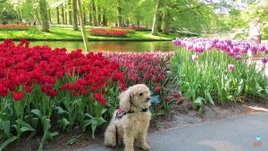 Keukenhof