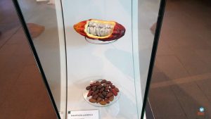 Museu do Chocolate Colônia