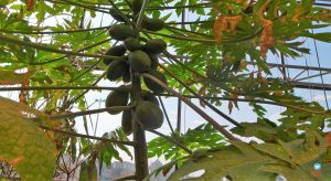 Museu do Chocolate Colônia