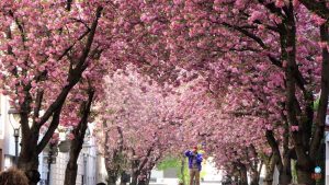 Cerejeiras de Bonn