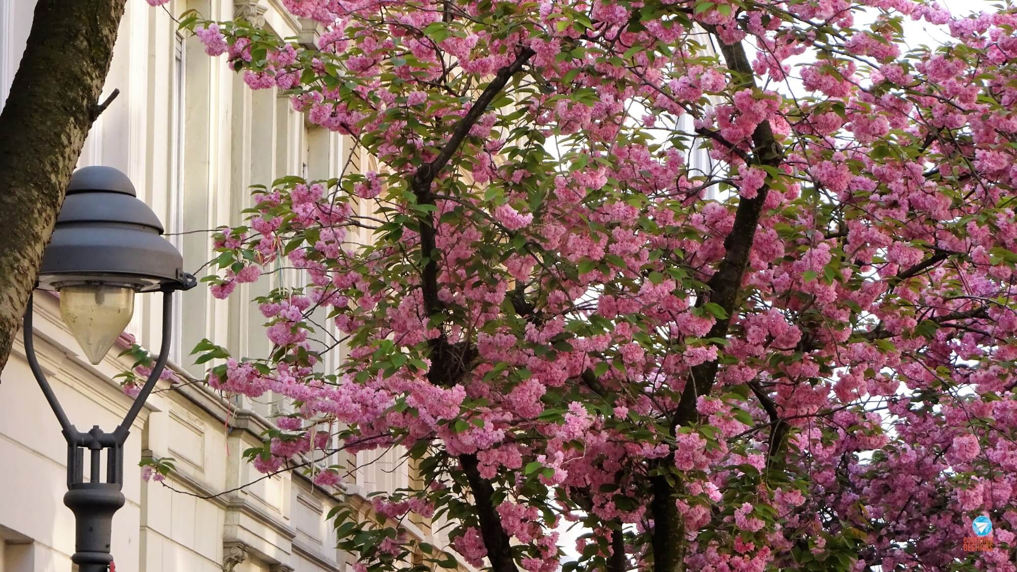 Flor de cerejeira de Bonn