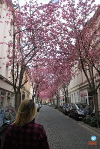Cerejeiras de Bonn