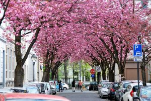 Cerejeiras de Bonn