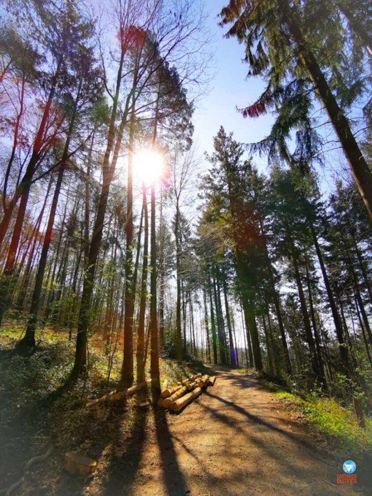 Floresta na rota idílica